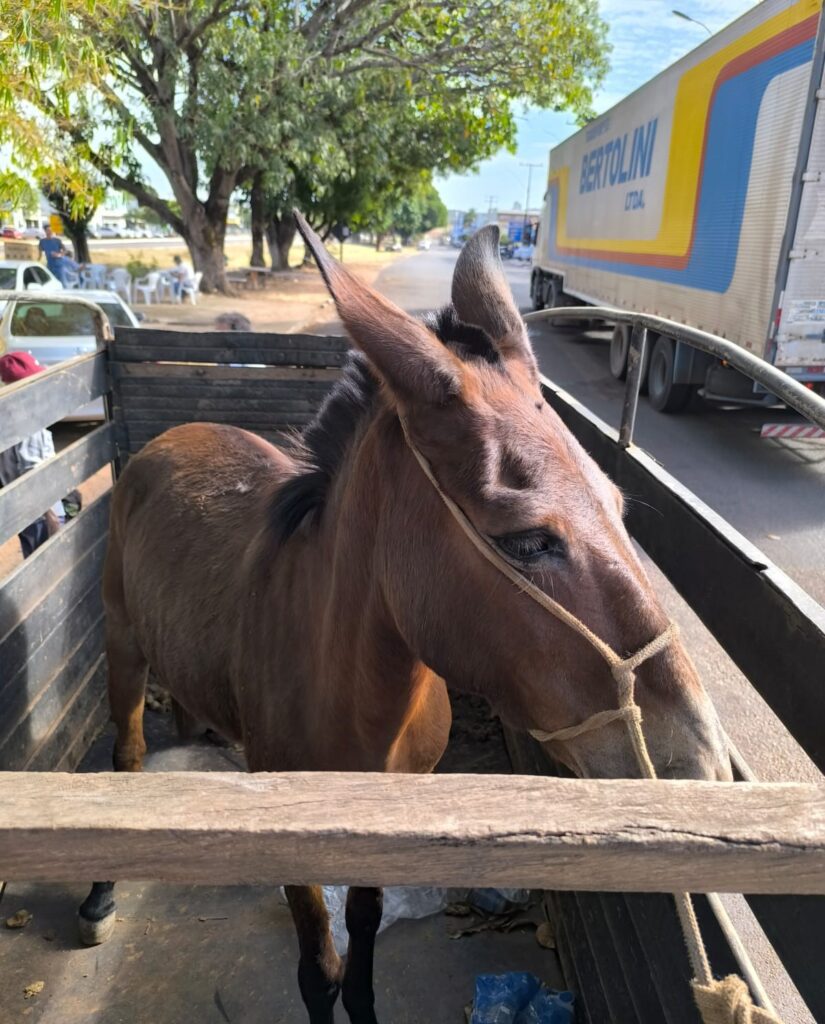 Foto: Reprodução/Prefeitura de Paraíso - TO